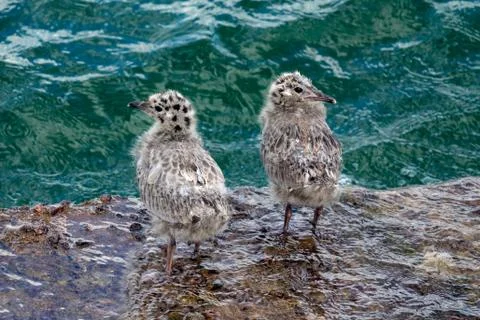 Common Gull chicks Stock Photos