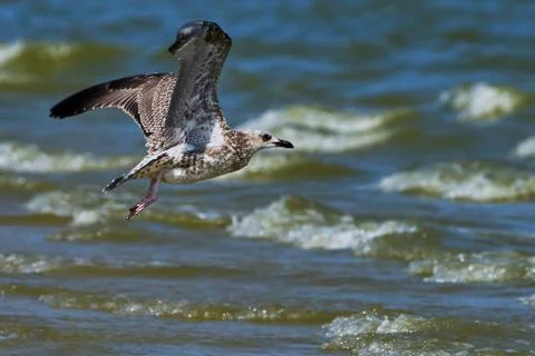 Common gull in flight Stock Photos
