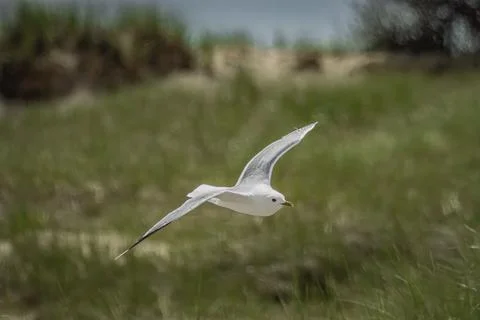 Common Gull flying low over the dunes Stock Photos