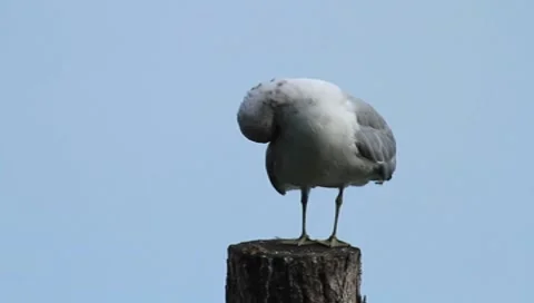 Common gull Stock-Footage 8525450
