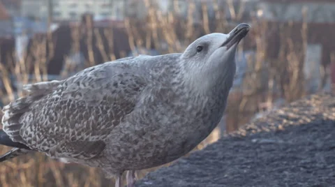 Common gull Video stock 58832195