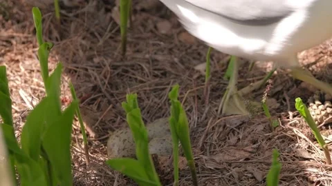 The common gull is going out from the nest Stock Footage 155005134