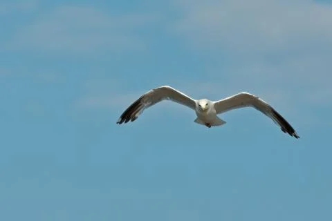 Common gull head on Stock Photos