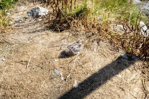 Common gull (Larus canus) chick sitting in dry grass Stock Photos