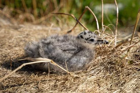 Common gull (Larus canus) chick sitting in dry grass Stock Photos
