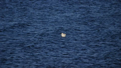 Common Gull (  Larus canus ) floating on sea Stock Footage 101491627