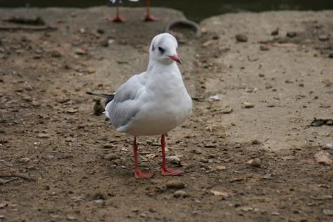 Common Gull - Larus canus Stock Photos
