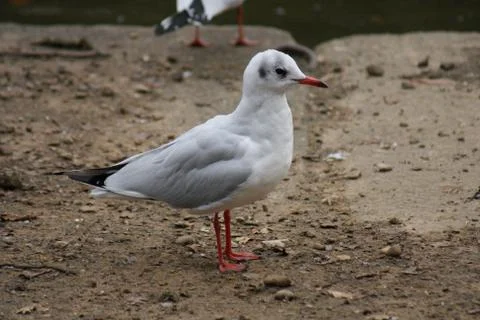 Common Gull - Larus canus Stock Photos