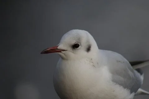 Common Gull - Larus canus Stock Photos