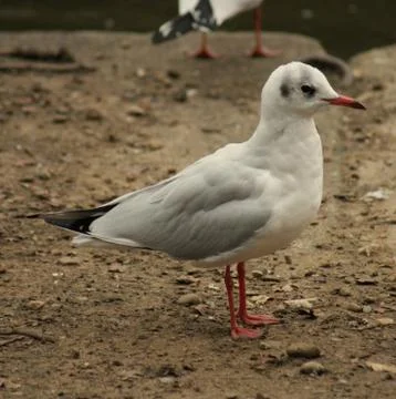 Common Gull - Larus canus Foto stock