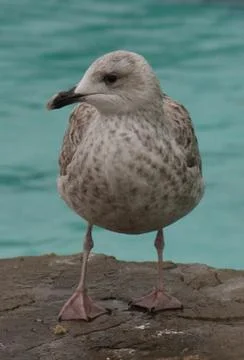 Common Gull - Larus canus Stock Photos