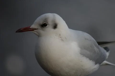 Common Gull - Larus canus Stock Photos