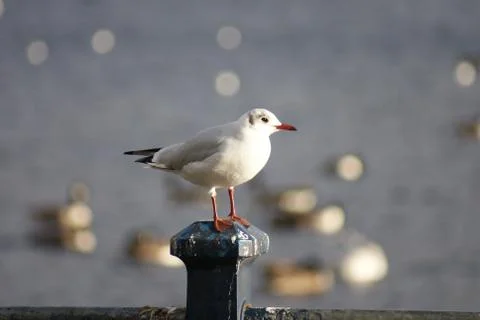 Common Gull - Larus canus Foto stock