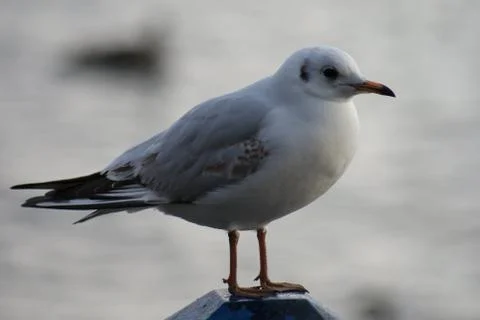 Common Gull - Larus canus Stock Photos