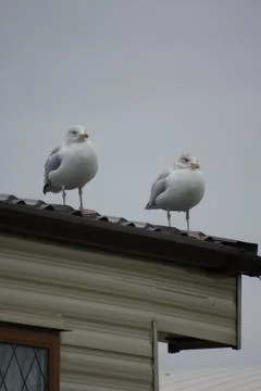 Common Gull - Larus canus Stock Photos