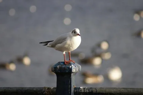 Common Gull - Larus canus Stock Photos