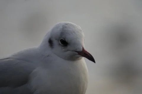 Common Gull - Larus canus Stock Photos