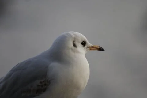 Common Gull - Larus canus Stock Photos