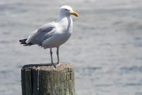 Common Gull (Larus Canus) Stock Photos