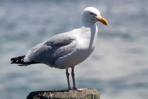 Common Gull (Larus Canus) Stock Photos