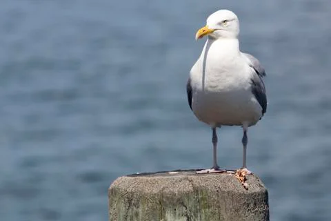 Common Gull (Larus Canus) Stock Photos
