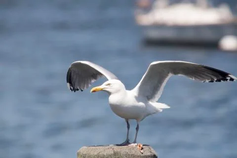 Common Gull (Larus Canus) Foto stock