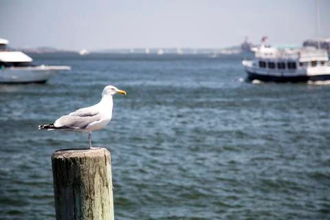 Common Gull (Larus Canus) Stock Photos