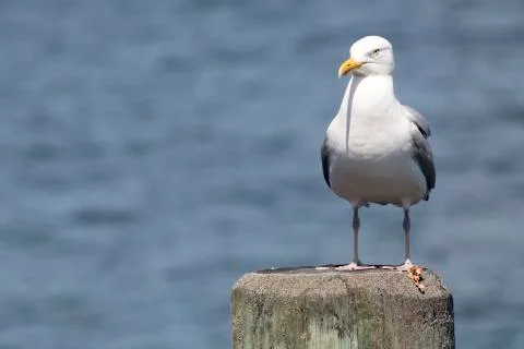 Common Gull (Larus Canus) Stock Photos