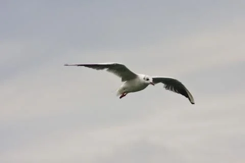 Common Gull (Larus Canus) Stock Photos