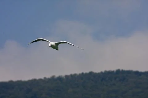 Common Gull (Larus Canus) Stock Photos