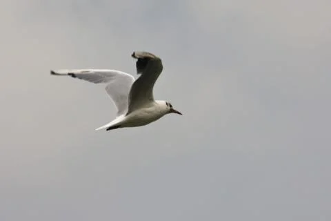 Common Gull (Larus Canus) Stock Photos
