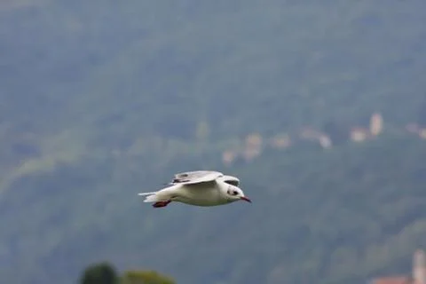 Common Gull (Larus Canus) Stock Photos