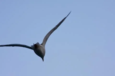 Common Gull (Larus Canus) Stock Photos