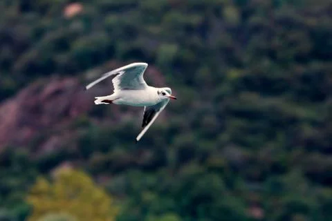 Common Gull (Larus Canus) Stock Photos
