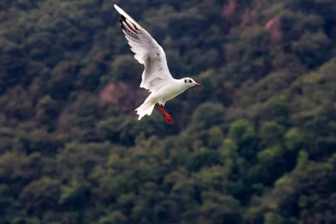 Common Gull (Larus Canus) Stock Photos