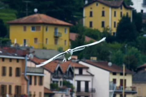 Common Gull (Larus Canus) Stock Photos