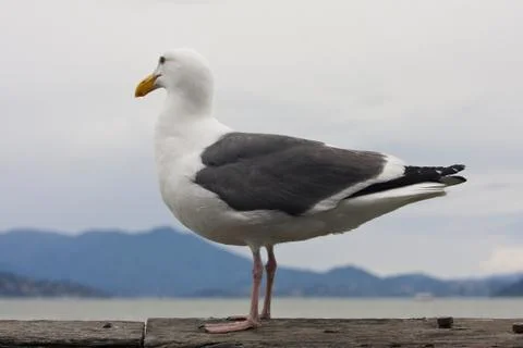 Common Gull (Larus Canus) Stock Photos