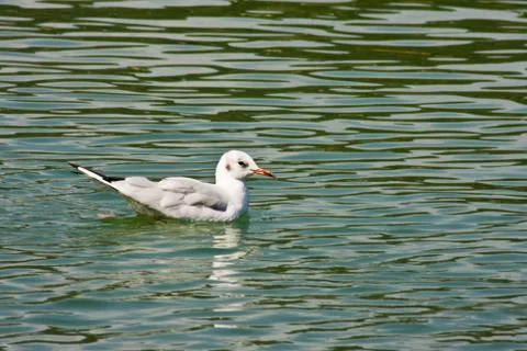 Common Gull (Larus Canus) 스톡 사진