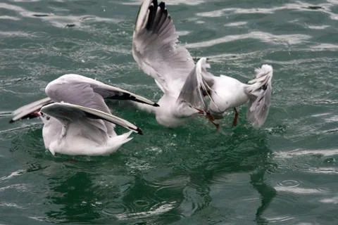 Common Gull (Larus Canus) Stock Photos
