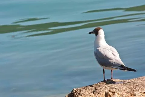 Common Gull (Larus Canus) Stock Photos