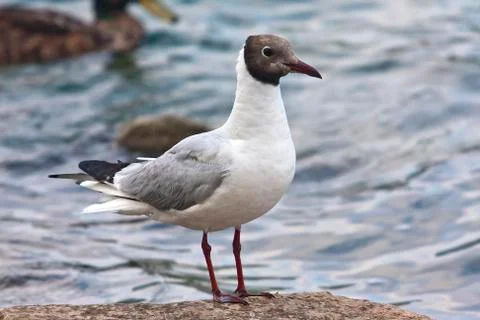 Common Gull (Larus Canus) Stock Photos