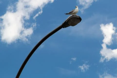Common Gull (Larus Canus) Stock Photos