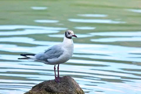 Common Gull (Larus Canus) Stock Photos