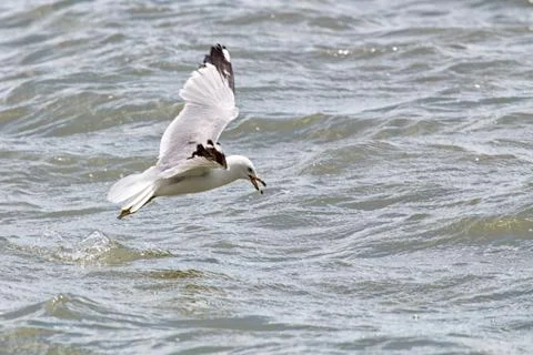 Common Gull (Larus Canus) Stock Photos
