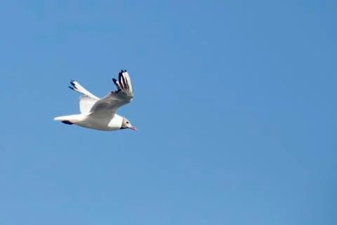 Common Gull (Larus Canus) Stock Photos