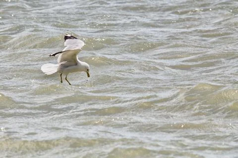 Common Gull (Larus Canus) Foto stock