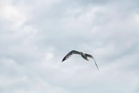Common Gull (Larus Canus) Stock Photos