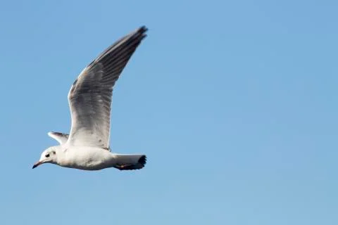 Common Gull (Larus Canus) Stock Photos