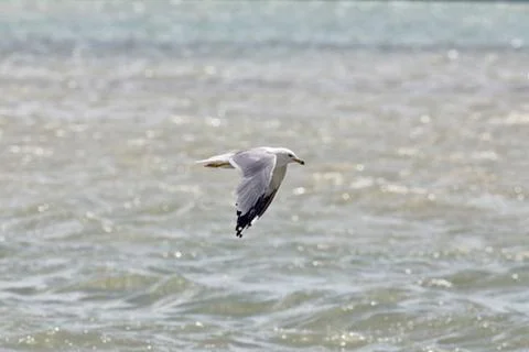 Common Gull (Larus Canus) Stock Photos