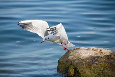 Common Gull (Larus Canus) Stock Photos